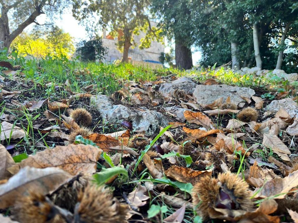 Il Trullo E Il Fortino Alberobello Ngoại thất bức ảnh